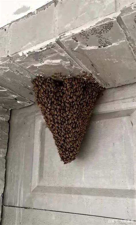 眼耳口鼻五官 蜜蜂来家里筑巢是好事吗